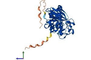 AlphaFold protein structure predicition of Human Recombinant PIM2 Protein, UniprotID Q9P1W9