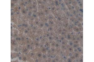 Used in DAB staining on fromalin fixed paraffin- embedded liver tissue (HCFC1 anticorps  (AA 107-332))