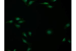 Detection of CASP14 in Human U2OS cell using Polyclonal Antibody to Caspase 14 (CASP14)