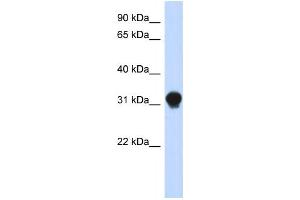 Western Blotting (WB) image for anti-Dynein, Axonemal, Light Intermediate Chain 1 (DNALI1) antibody (ABIN2459694) (DNALI1 anticorps)