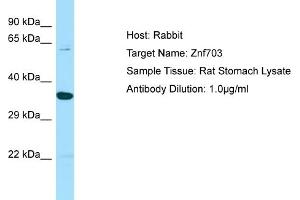 WB Suggested Anti-Znf703 Antibody   Titration: 1. (ZNF703 anticorps  (C-Term))