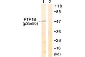 Western blot analysis of extracts from COS7 cells treated with UV 30', using PTP1B (Phospho-Ser50) Antibody. (PTPN1 anticorps  (pSer50))