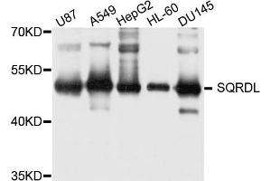 Western blot analysis of extract of various cells, using SQRDL antibody. (SQRDL anticorps)