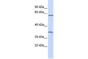 Western Blotting (WB) image for anti-Tripartite Motif Containing 8 (TRIM8) antibody (ABIN2458103) (TRIM8 anticorps)