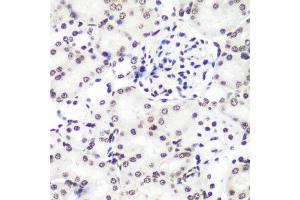 Immunohistochemistry of paraffin-embedded mouse kidney using H3K9me1 antibody.