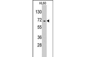 Western blot analysis of EARS2 polyclonal antibody  in HL-60 cell line lysates (35 ug/lane). (EARS2 anticorps  (C-Term))