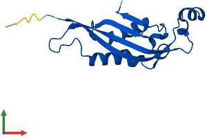 AlphaFold protein structure predicition of Human Recombinant PTS Protein, UniprotID Q03393