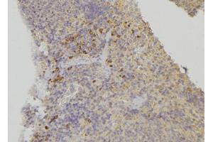 ABIN6278166 at 1/100 staining Human lymph node tissue by IHC-P. (XDH anticorps  (Internal Region))