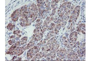 Immunohistochemical staining of paraffin-embedded Human pancreas tissue using anti-PPIL6 mouse monoclonal antibody. (PPIL6 anticorps)