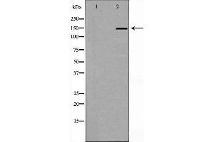 Western blot analysis of extracts of A549 lysate, using NFASC antibody. (NFASC anticorps  (C-Term))
