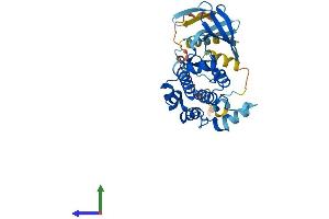 AlphaFold protein structure predicition of Human Recombinant MAP2K6 Protein, UniprotID P52564