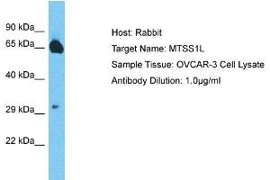 Host: Rabbit Target Name: MTSS1L Sample Type: OVCAR-3 Whole Cell lysates Antibody Dilution: 1.