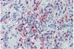 Anti-GLG1 antibody  ABIN960783 IHC staining of human spleen. (GLG1 anticorps  (Internal Region))