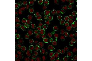 Immunofluorescent staining of Raji cells. (CD19 anticorps)