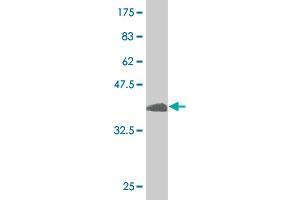 Western Blot detection against Immunogen (36. (USF2 anticorps  (AA 1-100))