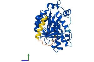 AlphaFold protein structure predicition of Human Recombinant CNOT8 Protein, UniprotID Q9UFF9
