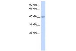 Image no. 1 for anti-Serotonin Receptor 5A (HTR5A) (N-Term) antibody (ABIN6741498)
