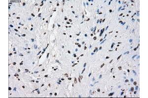 Image no. 20 for anti-P450 (Cytochrome) Oxidoreductase (POR) antibody (ABIN1497746) (POR anticorps)