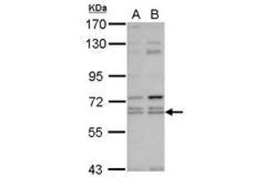 Image no. 1 for anti-Kelch-Like 12 (Drosophila) (KLHL12) (AA 81-341) antibody (ABIN1497056) (KLHL12 anticorps  (AA 81-341))