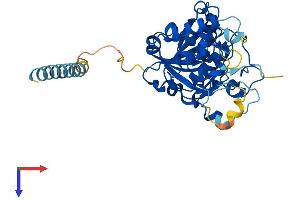 AlphaFold protein structure predicition of Mouse Recombinant Glt8d2 Protein, UniprotID Q640P4