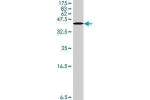 Western Blot detection against Immunogen (38.