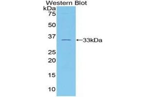 Detection of Recombinant TUBb1, Mouse using Polyclonal Antibody to Tubulin Beta 1 (TUBb1) (TUBB1 anticorps  (AA 182-437))