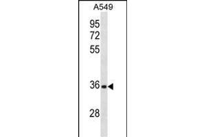 CD5L Antibody (N-term) (ABIN1881187 and ABIN2838855) western blot analysis in A549 cell line lysates (35 μg/lane). (CD5L anticorps  (N-Term))