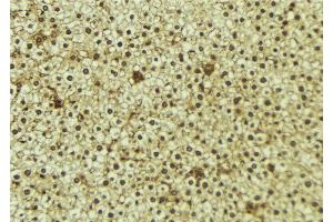 ABIN6273350 at 1/100 staining Mouse liver tissue by IHC-P. (WWP1 anticorps  (Internal Region))