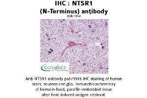 Image no. 1 for anti-Neurotensin Receptor 1 (High Affinity) (NTSR1) (Extracellular Domain), (N-Term) antibody (ABIN1737567) (NTSR1 anticorps  (Extracellular Domain, N-Term))