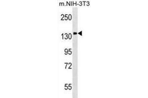 Western Blotting (WB) image for anti-Phosphatidylinositol Transfer Protein, Membrane-Associated 1 (PITPNM1) antibody (ABIN2999313)