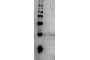 Western Blotting (WB) image for anti-CD248 Molecule, Endosialin (CD248) (full length) antibody (ABIN2452152) (CD248 anticorps  (full length))