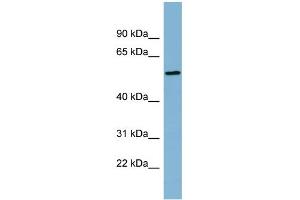 WB Suggested Anti-MIER2 Antibody Titration: 0. (MIER2 anticorps  (Middle Region))