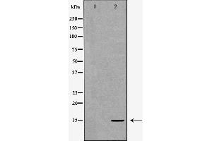 Western blot analysis of extracts of HeLa  using H3K27me1 antibody. (Histone 3 anticorps  (H3K27me))