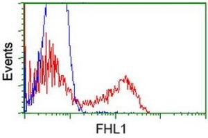 HEK293T cells transfected with either RC203478 overexpress plasmid (Red) or empty vector control plasmid (Blue) were immunostained by anti-FHL1 antibody (ABIN2453043), and then analyzed by flow cytometry. (FHL1 anticorps)