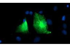Immunofluorescence (IF) image for anti-phosphofructokinase, Platelet (PFKP) antibody (ABIN1500163) (PFKP anticorps)