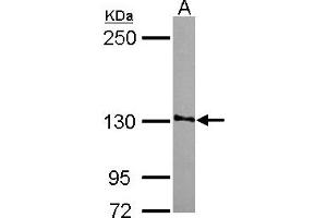 Western Blotting (WB) image for anti-Smg-7 Homolog, Nonsense Mediated mRNA Decay Factor (SMG7) (AA 719-1003) antibody (ABIN1501000) (SMG7 anticorps  (AA 719-1003))