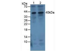 Western blot analysis of (1) Human 293T Cells and (2) Human Jurkat Cells. (IL-1 beta anticorps  (AA 117-268))