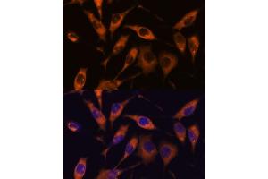 Immunofluorescence analysis of L929 cells using  antibody (ABIN7265713) at dilution of 1:100.