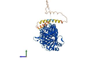 AlphaFold protein structure predicition of Mouse Recombinant Sqle Protein, UniprotID P52019
