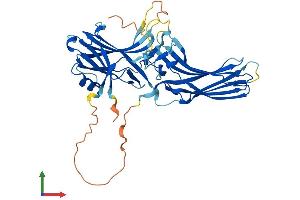 AlphaFold protein structure predicition of Mouse Recombinant Arrb2 Protein, UniprotID Q91YI4