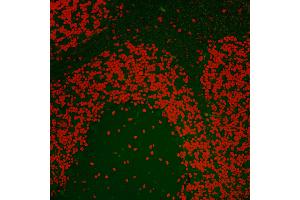 Immunofluorescence (IF) image for anti-Nucleolin (NCL) (C-Term) antibody (ABIN7455226) (Nucleolin anticorps  (C-Term))