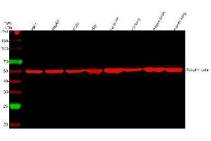 Western blot analysis of Tubulin beta using anti-Tubulin beta antibody (ABIN7602744).