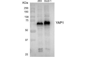 Western blot analysis of extracts from HEK 293 cells and DLD-1 cells using YAP1 antibody (1:1000). (YAP1 anticorps)