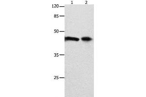 Western Blot analysis of 293T cell and Mouse intestinum tenue tissue using FOXL1 Polyclonal Antibody at dilution of 1:850 (FOXL1 anticorps)