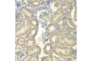 Immunohistochemistry of paraffin-embedded rat kidney using ACSL5 antibody (ABIN1870777) at dilution of 1:100 (40x lens). (ACSL5 anticorps)