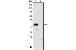Western blot analysis using GATA4 mouse mAb against rat fetal heart (1) and adult heart (2) tissues lysate.