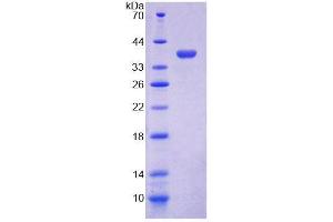 SDS-PAGE analysis of Mouse COX6c Protein. (COX6C Protéine)