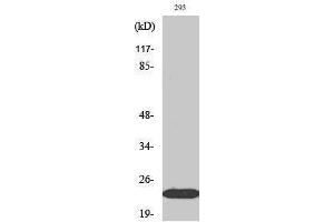 Western Blotting (WB) image for anti-Ephrin A1 (EFNA1) (Internal Region) antibody (ABIN3174983) (Ephrin A1 anticorps  (Internal Region))