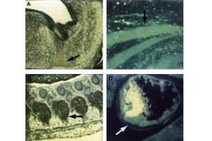 Immunocytochemical staining of mouse tissue using anti-cdk9 (PITALRE) antiserum . (CDK5 anticorps)