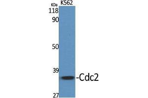 Western Blot (WB) analysis of specific cells using Cdc2 Polyclonal Antibody. (CDK1 anticorps  (Ser216))
